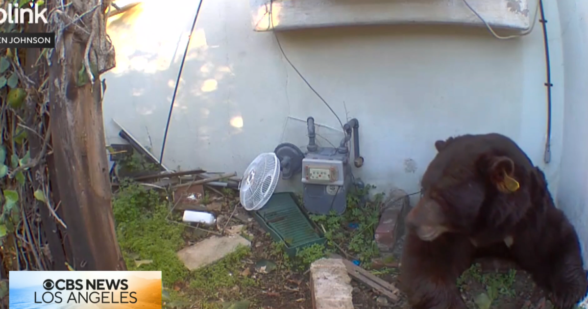 Barry’s staying put: Large black bear still hiding out under Altadena home