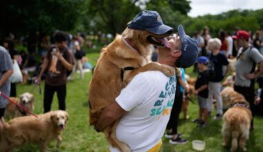 Photos of golden retrievers trying to set a world record