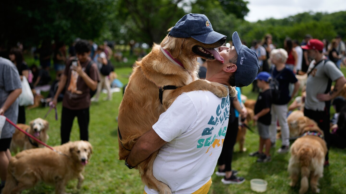Photos of golden retrievers trying to set a world record