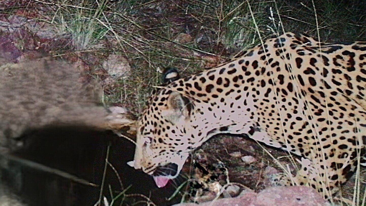 New jaguar sighting in US confirmed by Arizona researchers