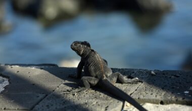 Conservationists hope tighter regulations can put the brakes on exotic pet trade