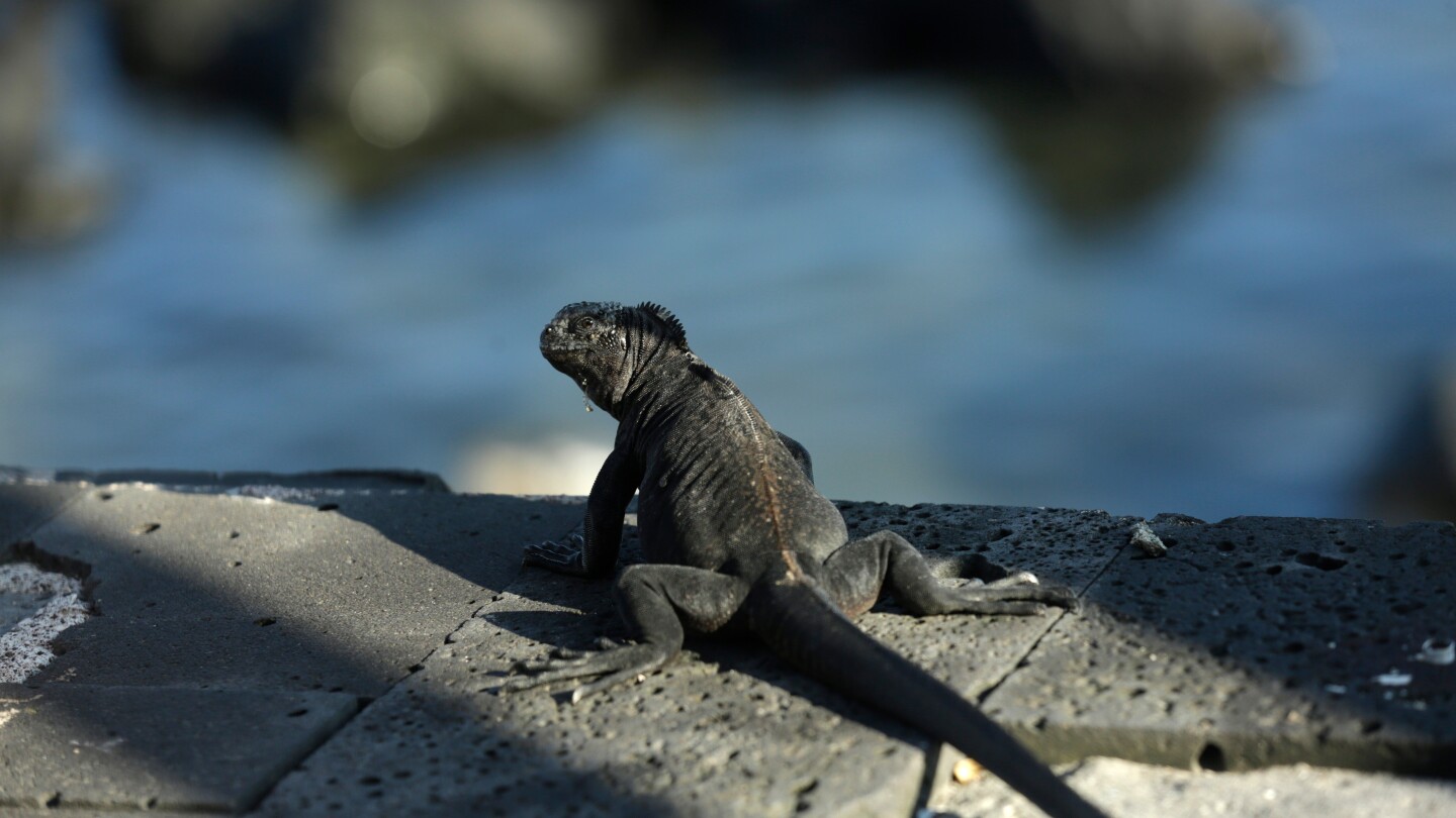 Conservationists hope tighter regulations can put the brakes on exotic pet trade