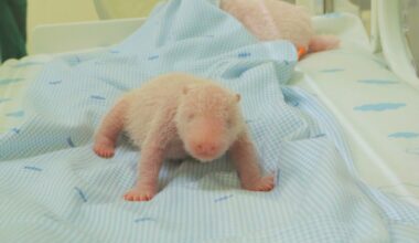 West Java zoo releases photos of the first panda cub born in Indonesia