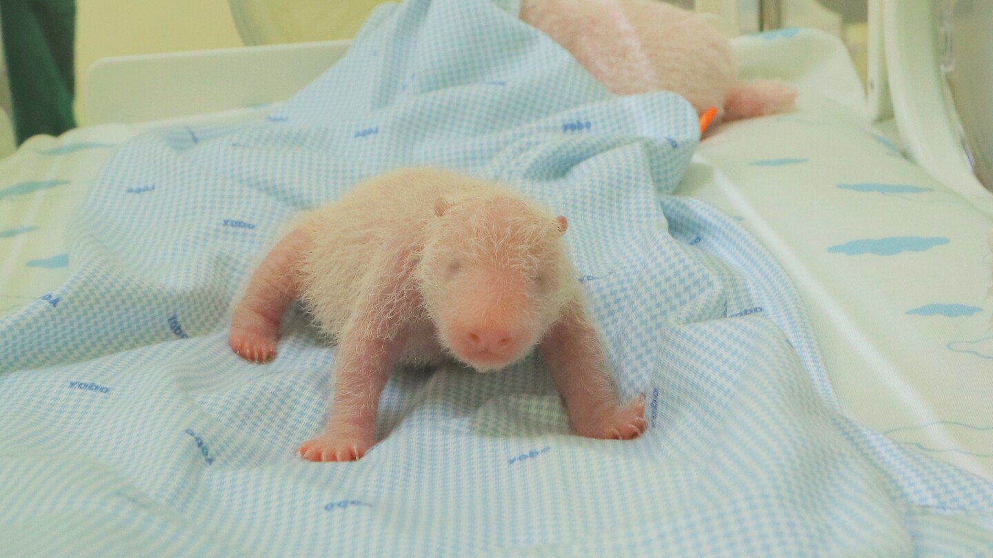 West Java zoo releases photos of the first panda cub born in Indonesia
