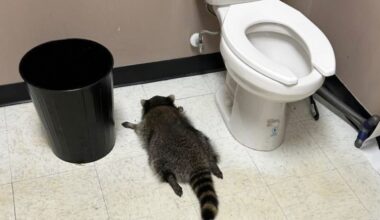 Drunk raccoon found passed out in Virginia liquor store after wild night
