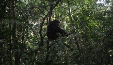 How a Ugandan won the trust of a rainforest chimp leader