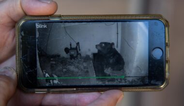 550-pound unwanted tenant is the new face of Altadena's bear invasion