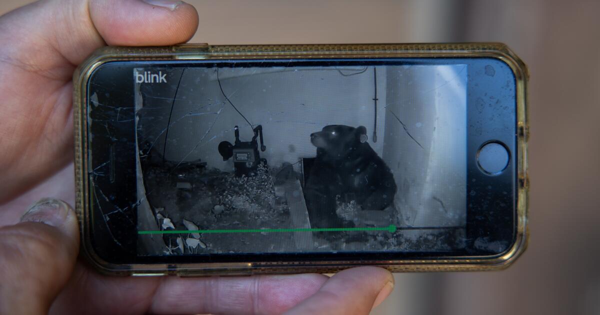 550-pound unwanted tenant is the new face of Altadena's bear invasion