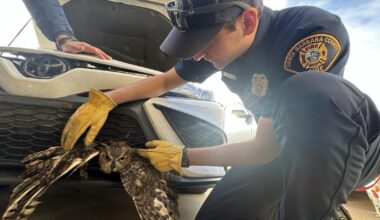 What it looks like when a live great horned owl gets stuck in car grille