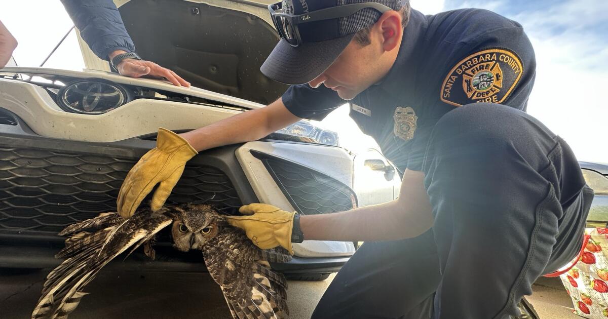 What it looks like when a live great horned owl gets stuck in car grille