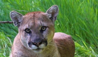 Southern California mountain lions recommended for threatened status