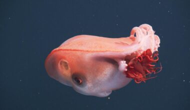 Rare, deep-sea encounter: California scientists observe 'extraordinary' seven-arm octopus