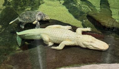 Why San Francisco’s albino alligator Claude died at just 30