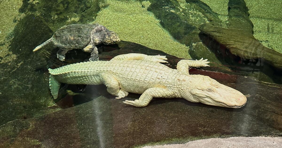 Why San Francisco’s albino alligator Claude died at just 30