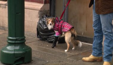 Center City unleashed dog attack leaves puppy with broken leg