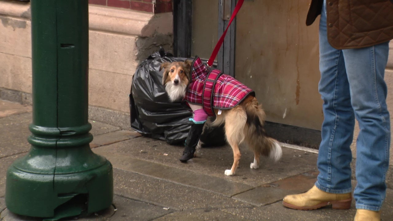 Center City unleashed dog attack leaves puppy with broken leg