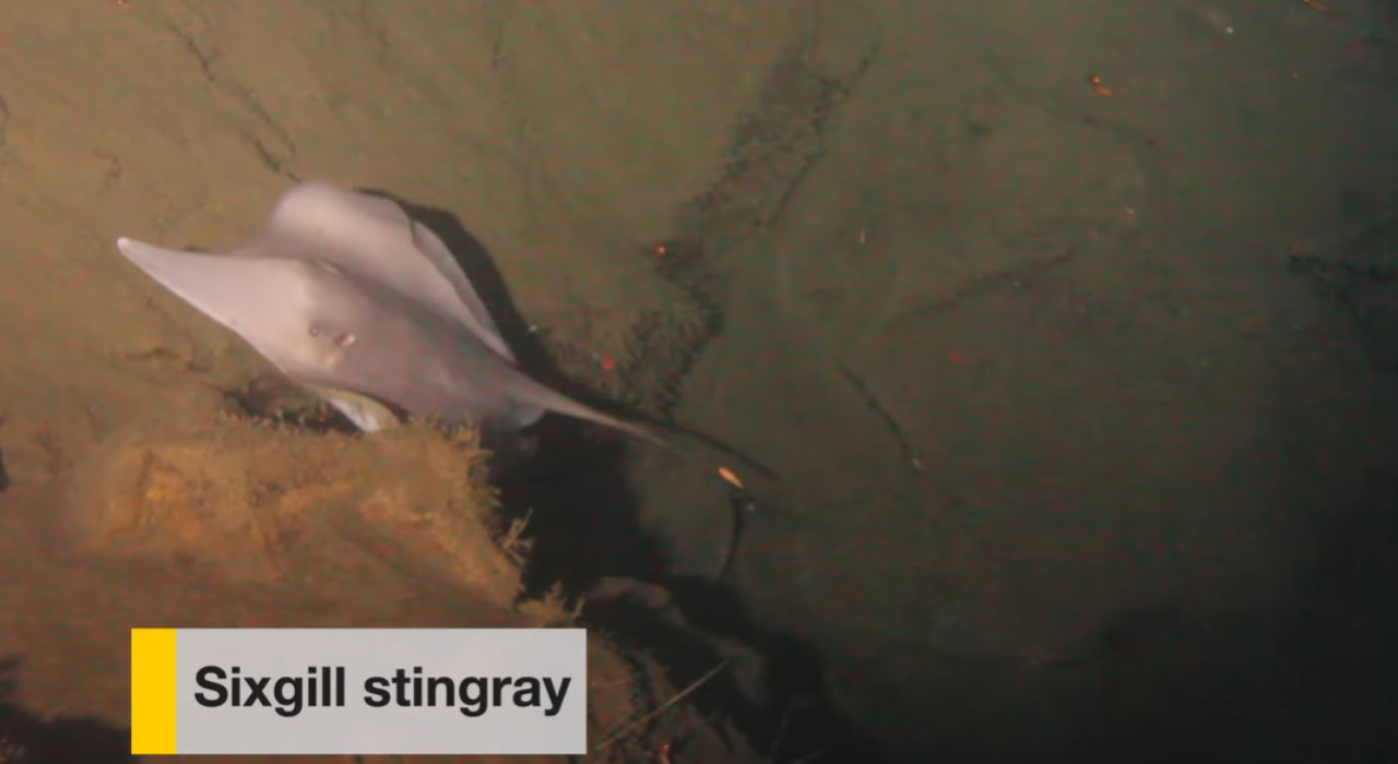 A stingray glides through Kavachi’s volcanic crater, filmed amid hot, acidic waters by deep-sea camera/ National Geographic Youtube volcano stingray