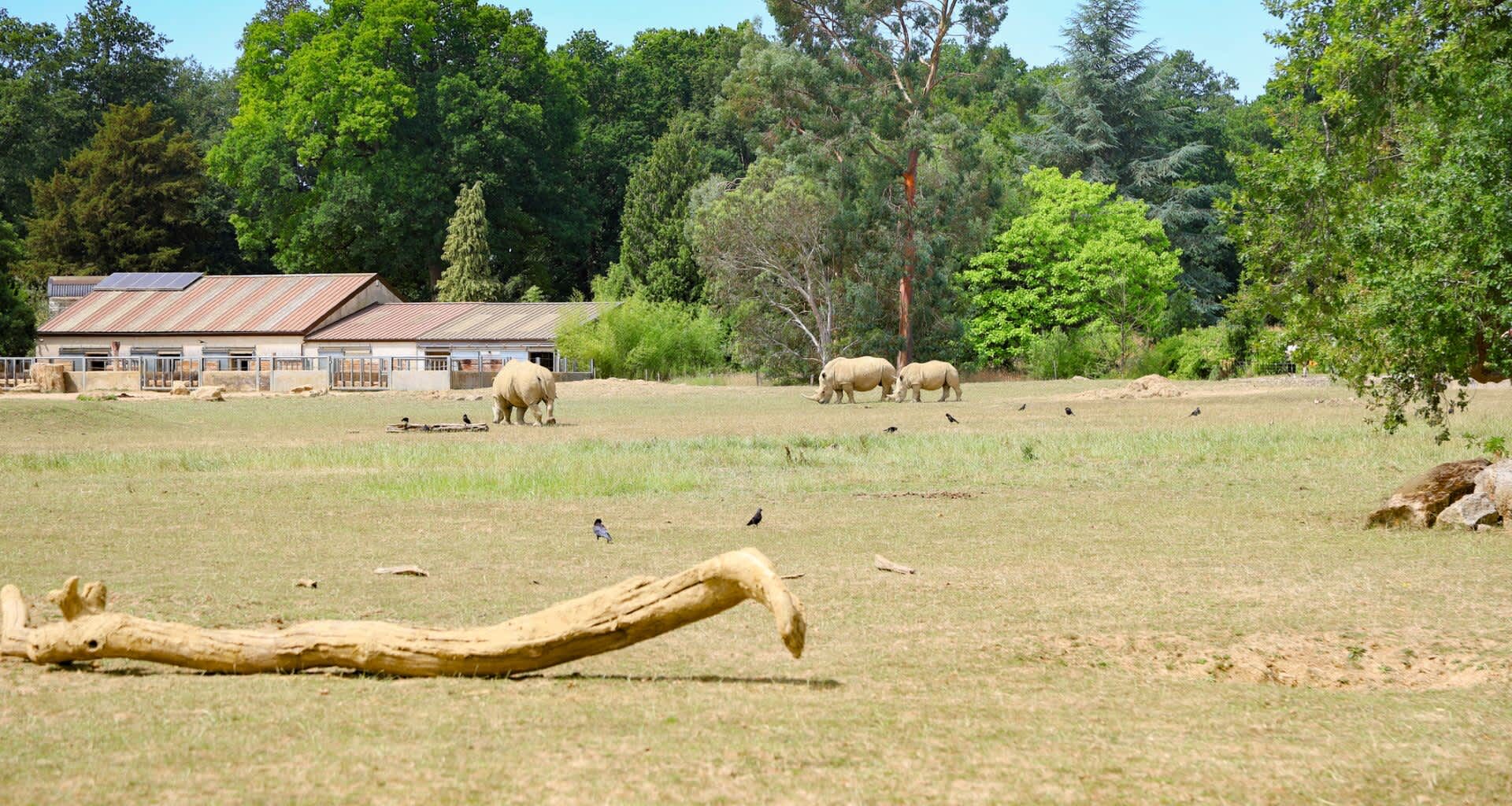 Staff at an English wildlife park recorded the birth of a rare white rhino on video.