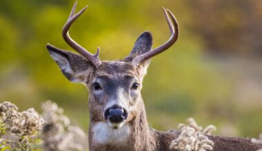 A Deadly Mad Cow-Like Disease Is Spreading Among North American Deer