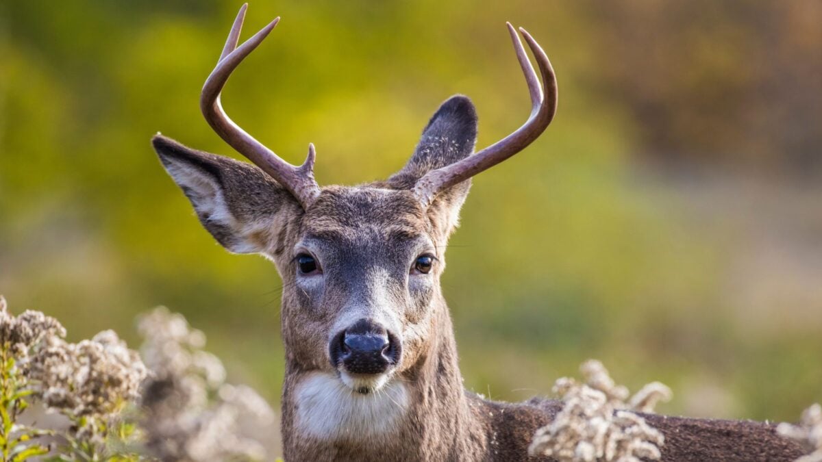 A Deadly Mad Cow-Like Disease Is Spreading Among North American Deer