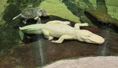 San Francisco's beloved albino alligator Claude dies at 30