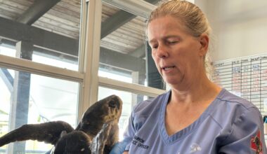 24 endangered sea turtles recovering in Florida after cold stunning off Cape Cod