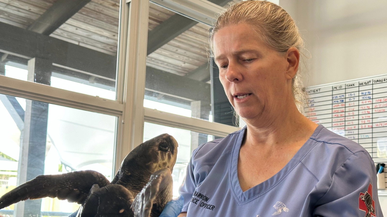 24 endangered sea turtles recovering in Florida after cold stunning off Cape Cod