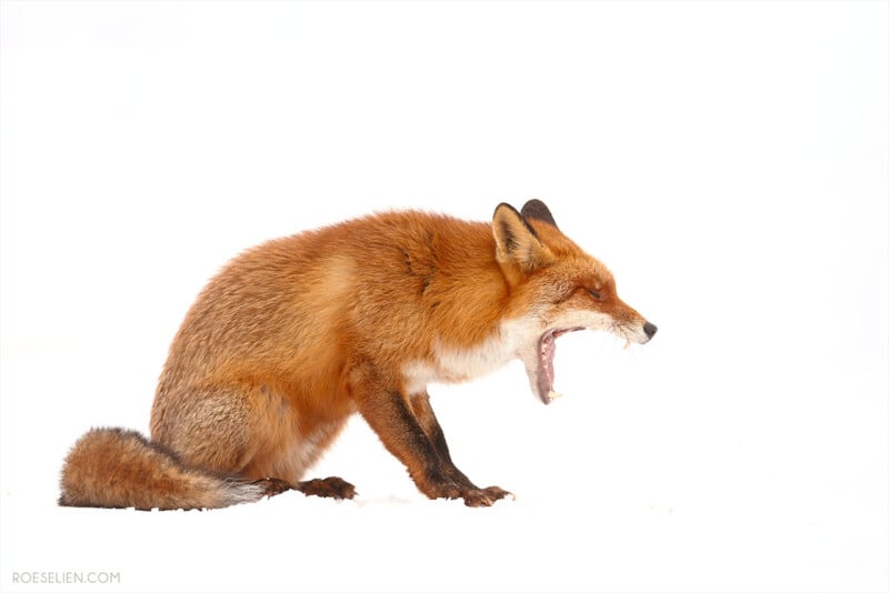 A red fox sits on snow against a white background, yawning widely with its eyes partly closed and mouth open, revealing its teeth and tongue.
