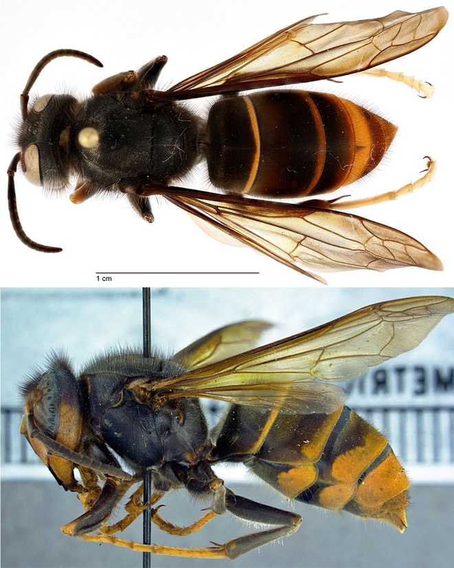 yellow-legged hornet