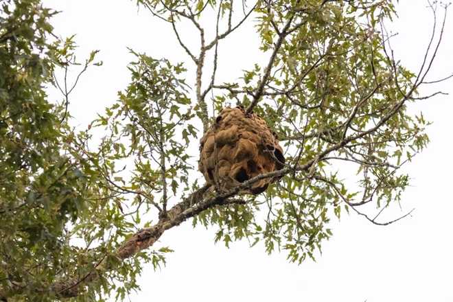 yellow-legged hornet nest