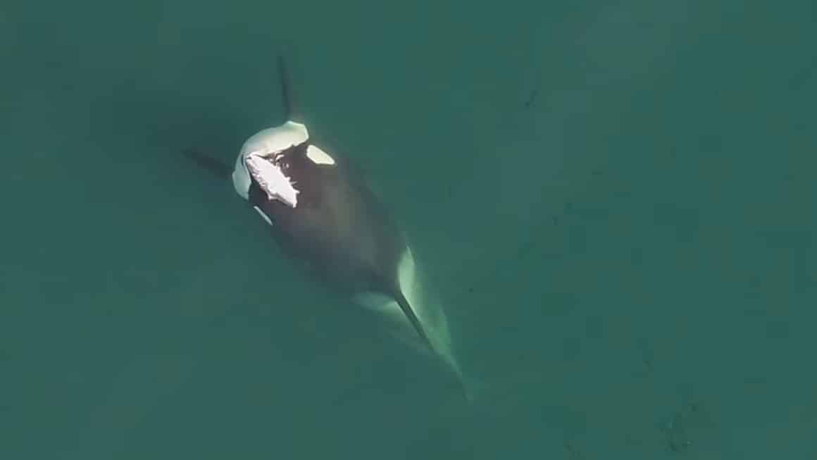 Young Male Orca Known As Alder With A Dead Salmon On His Head