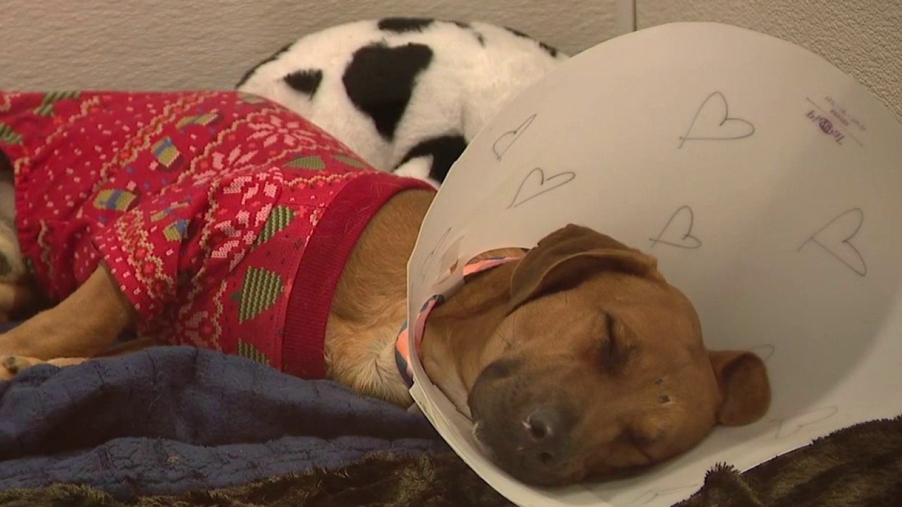 MCACC urges holiday adoptions; reminds of lifetime commitment