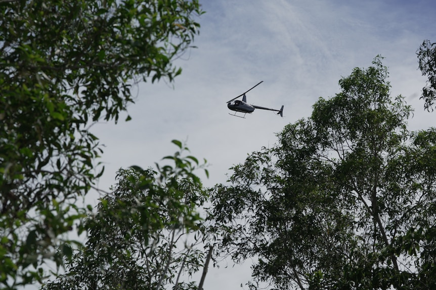 A helicopter in a cloudy sky, framed by the top branches of green trees.