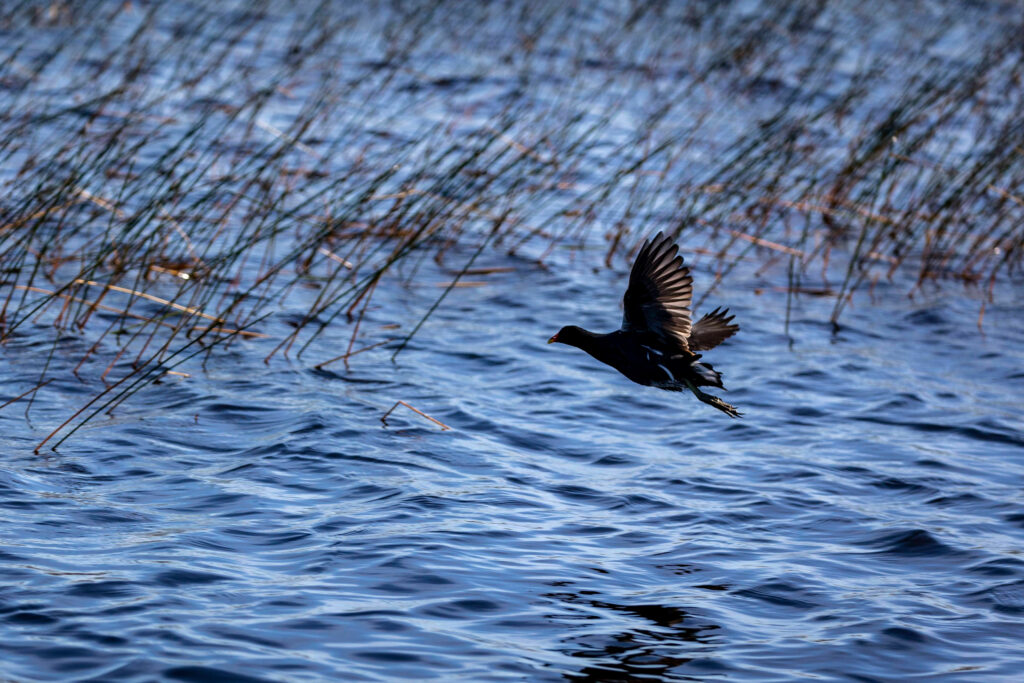 Water Conservation Area 2A west of Fort Lauderdale looks natural, but problems abound. Everglades restoration is designed to address some of these problems. Credit: Jose Iglesias/Miami Herald