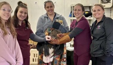 Iowa wildlife experts help rehab bald eagle found on car wheel