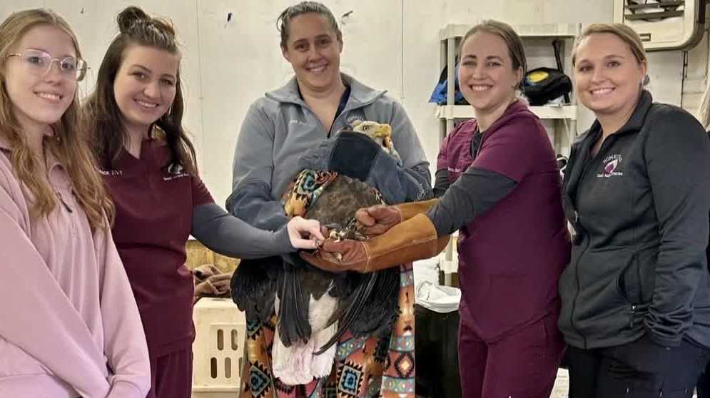 Iowa wildlife experts help rehab bald eagle found on car wheel
