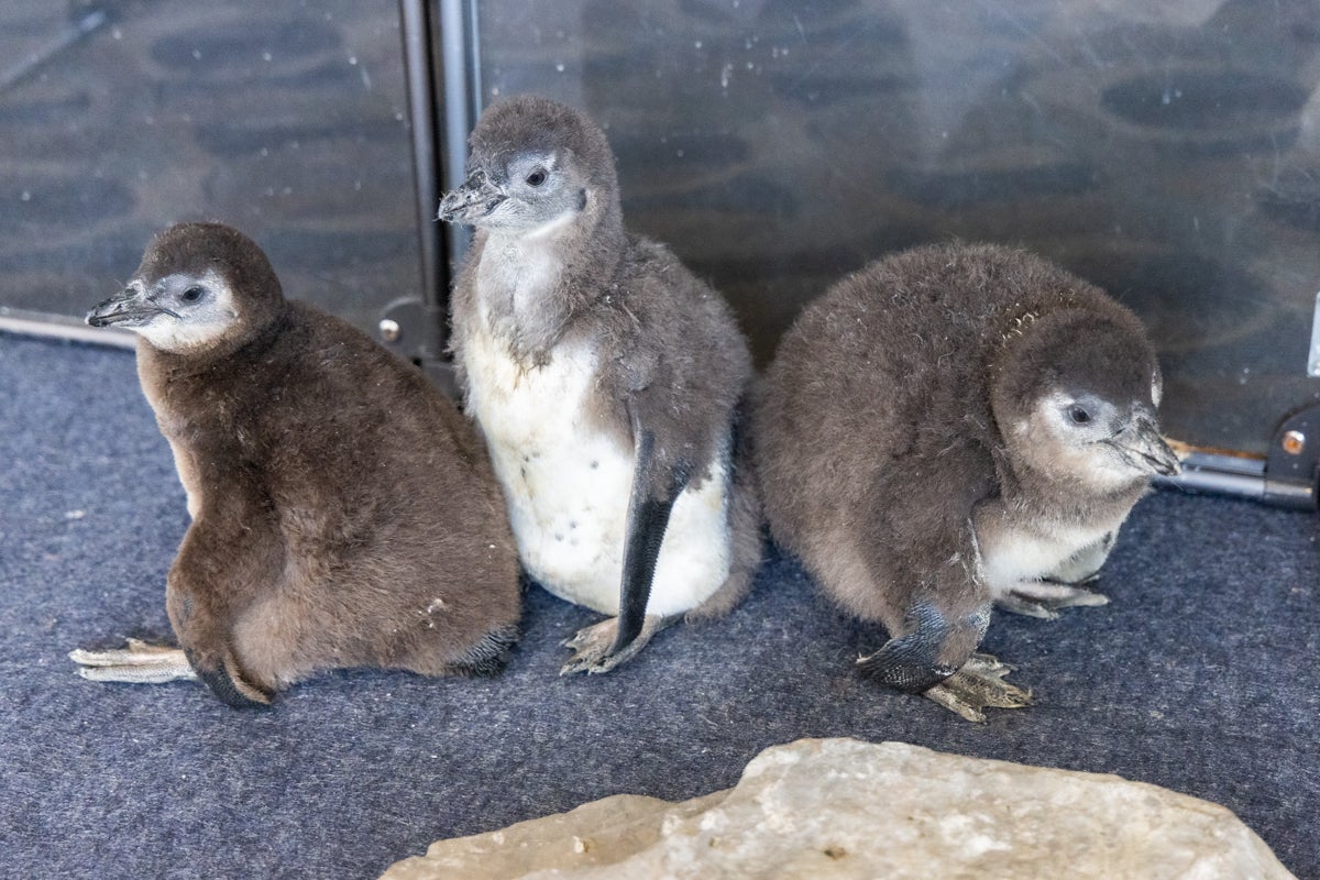 three African penguins
