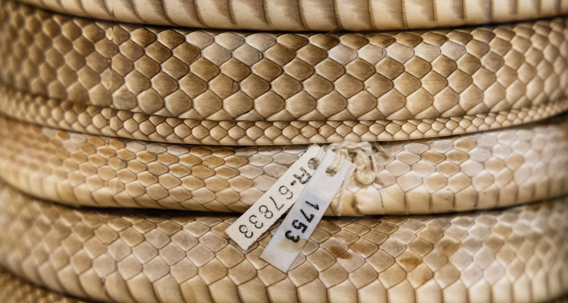 How a rare rattlesnake inspiresss research at UTA and beyond