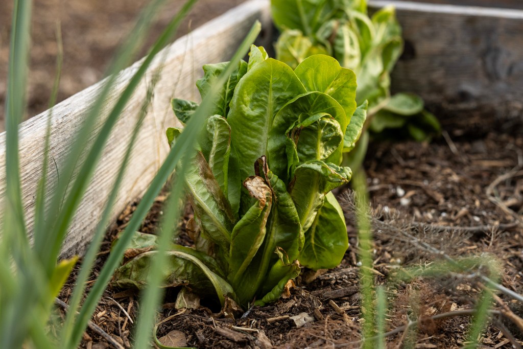 (Maria Crane | Fort Worth Report/CatchLight Local/Report for America)