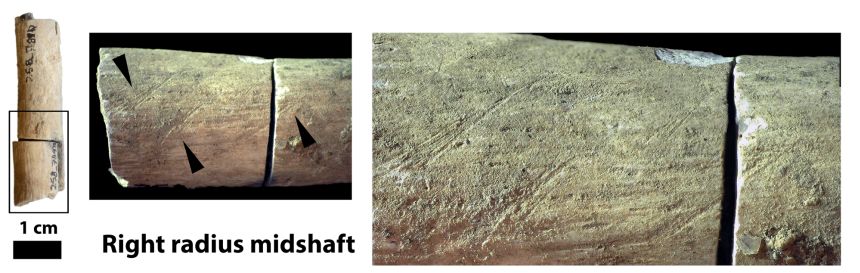 The team discovered cut marks showcasing how flesh was removed from the bones.