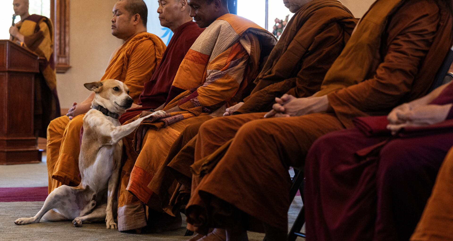 Beloved pup with Fort Worth Buddhist monks undergoes surgery on journey to DC for peace