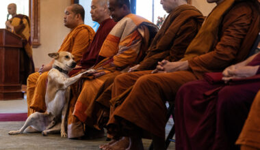 Beloved pup with Fort Worth Buddhist monks undergoes surgery on journey to DC for peace