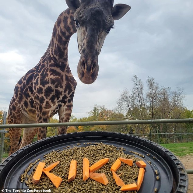 A beloved endangered giraffe born in South Carolina was killed in a freak zoo accident on New Years Day