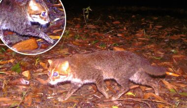 'Possibly extinct' flat-headed cat seen on camera after 30 years