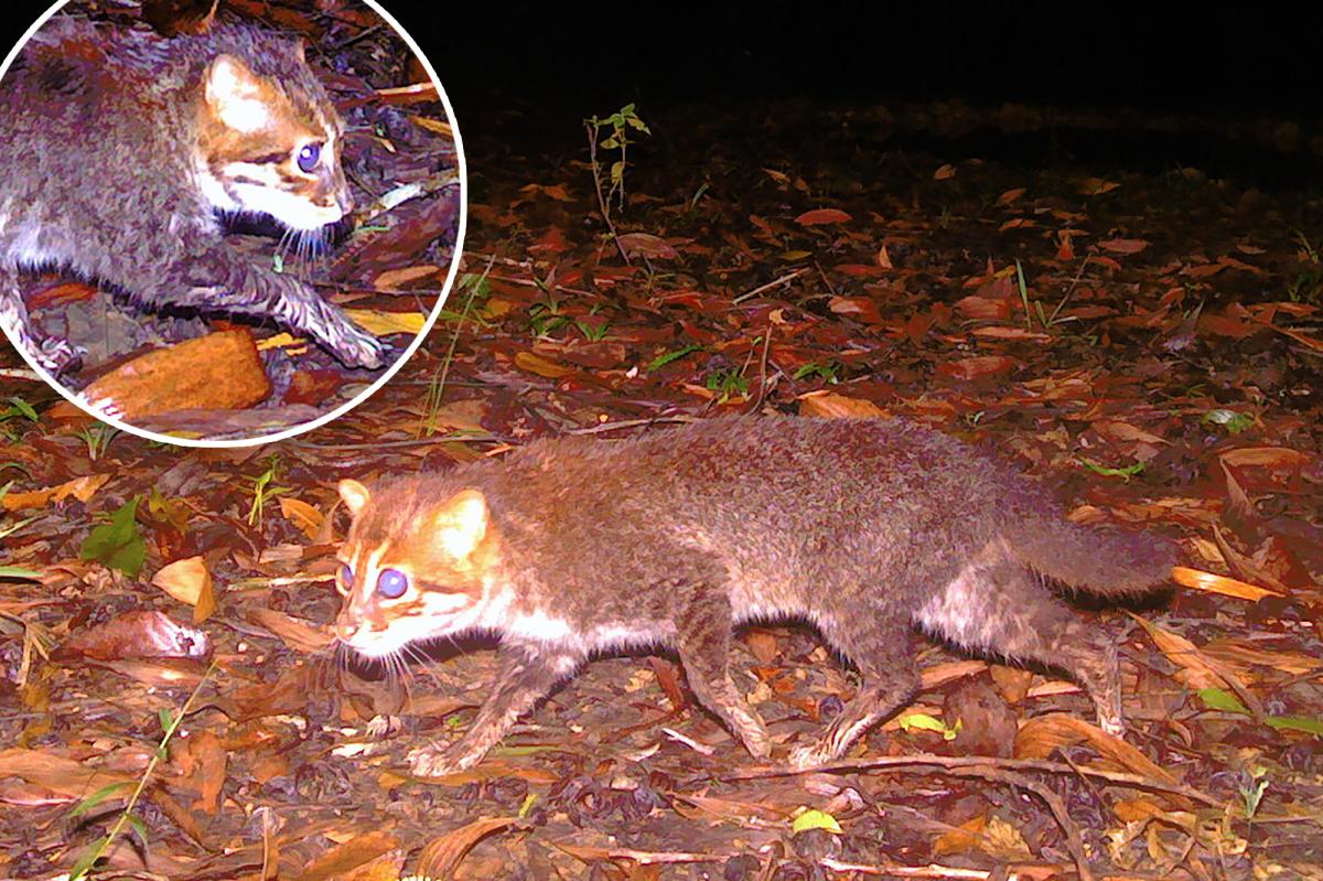 'Possibly extinct' flat-headed cat seen on camera after 30 years