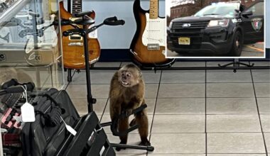 Loose monkey caught in Tennessee after rampaging through guitar shop
