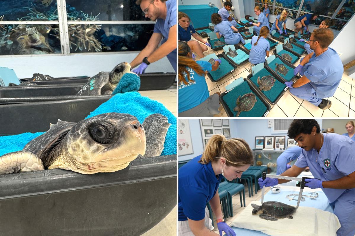 Two organizations team up to rescue and rehabilitate cold-stunned sea turtles