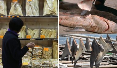 Sales of shark fins could lead to the ancient creatures being wiped out, critics say
