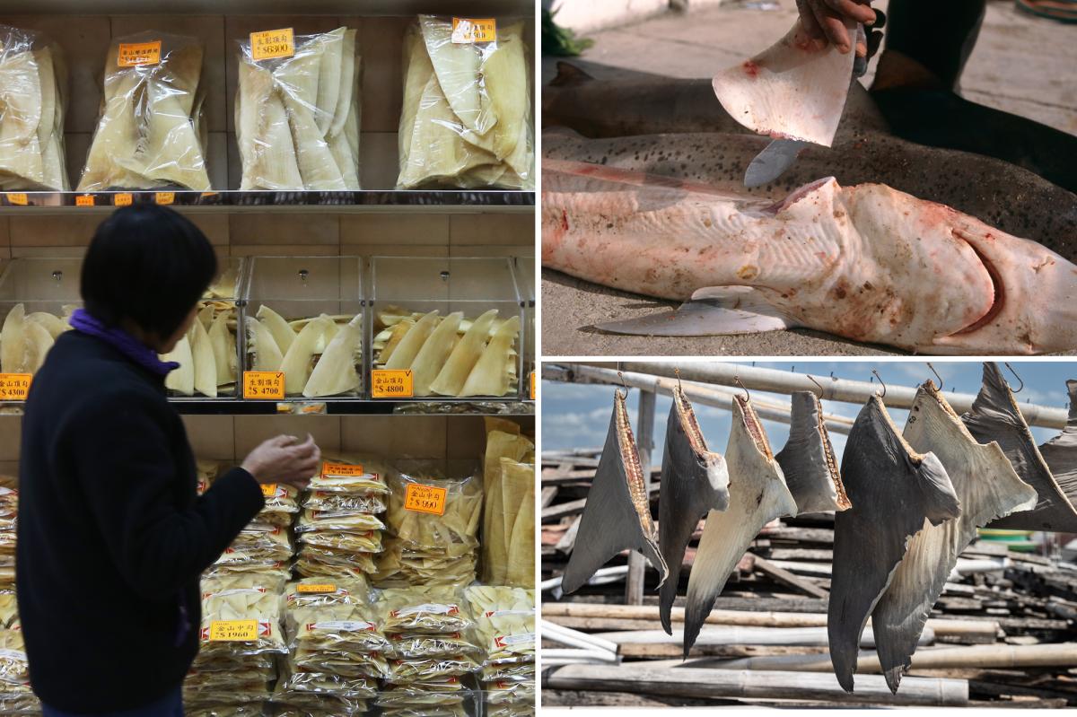 Sales of shark fins could lead to the ancient creatures being wiped out, critics say