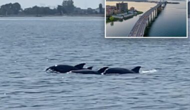 Long Island Sound's 'dead zones' of hypoxia hit historic low